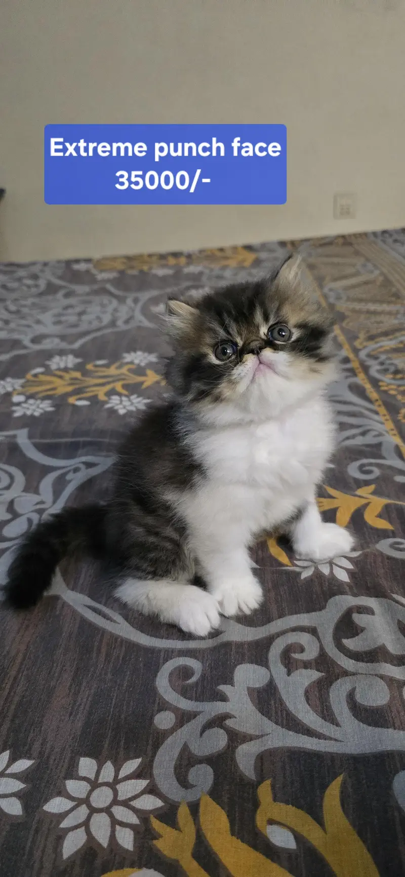 Piki face kittens I Exotic persian kittens I Extreme Punch — photo 2