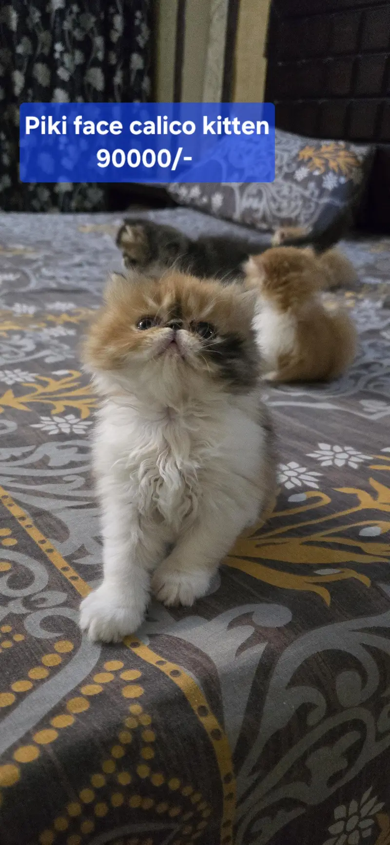 Piki face kittens I Exotic persian kittens I Extreme Punch — photo 3