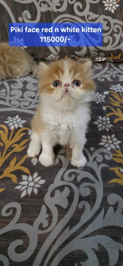 Piki face kittens I Exotic persian kittens I Extreme Punch