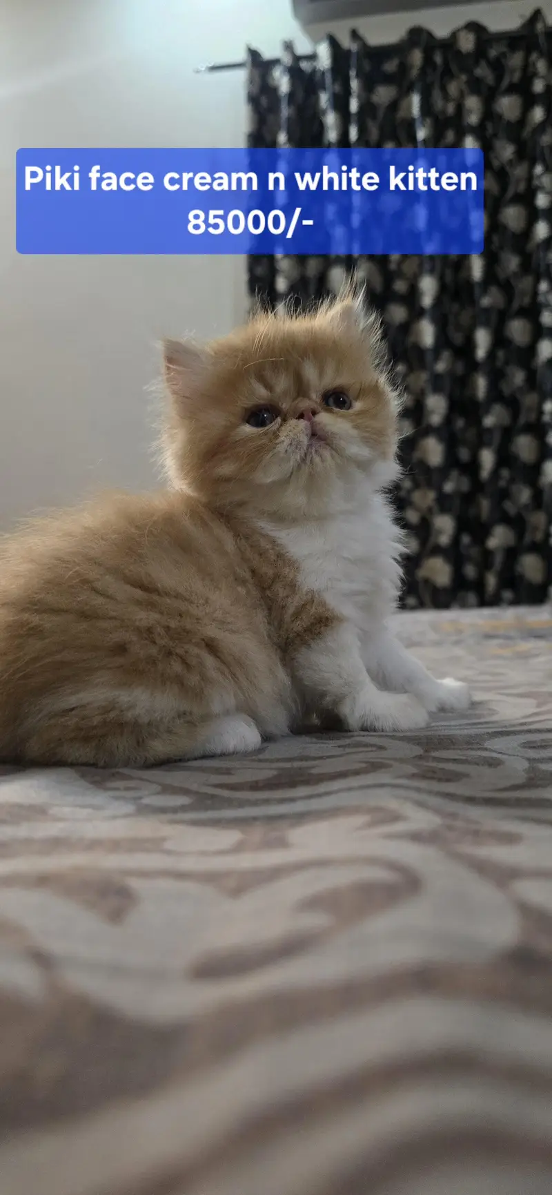 Piki face kittens I Exotic persian kittens I Extreme Punch — photo 4