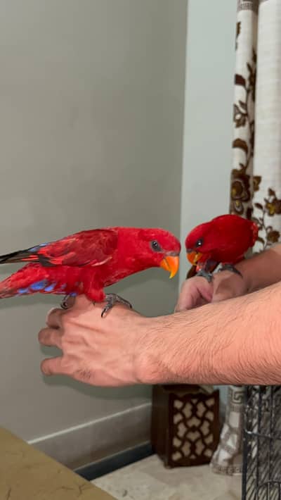 Red Mullican Lorries (Tamed Pair)