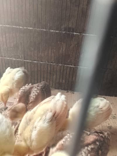 peacock chicks blue and black shoulder for sell