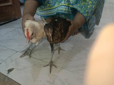 jori ha