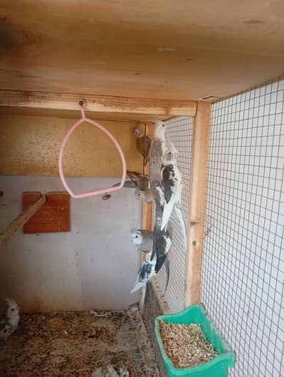 Cocktail for sell || Cockatiels birdsfor sell|| read complete ad