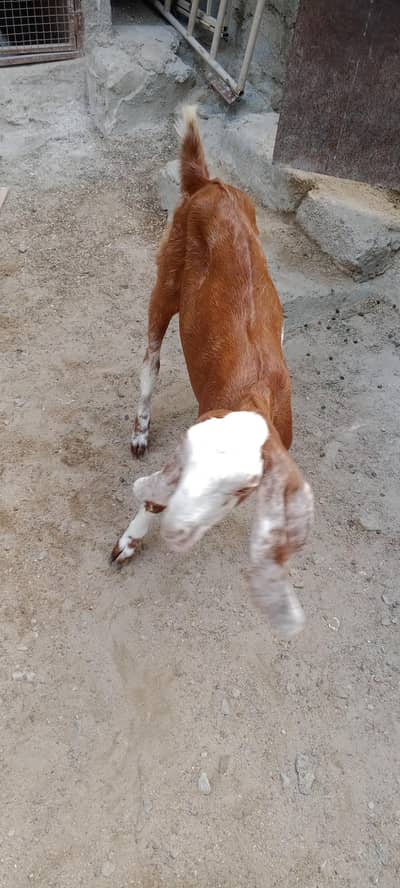 Pure kamori cross breed