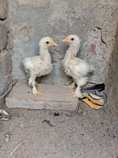 Bantam chicks pair
