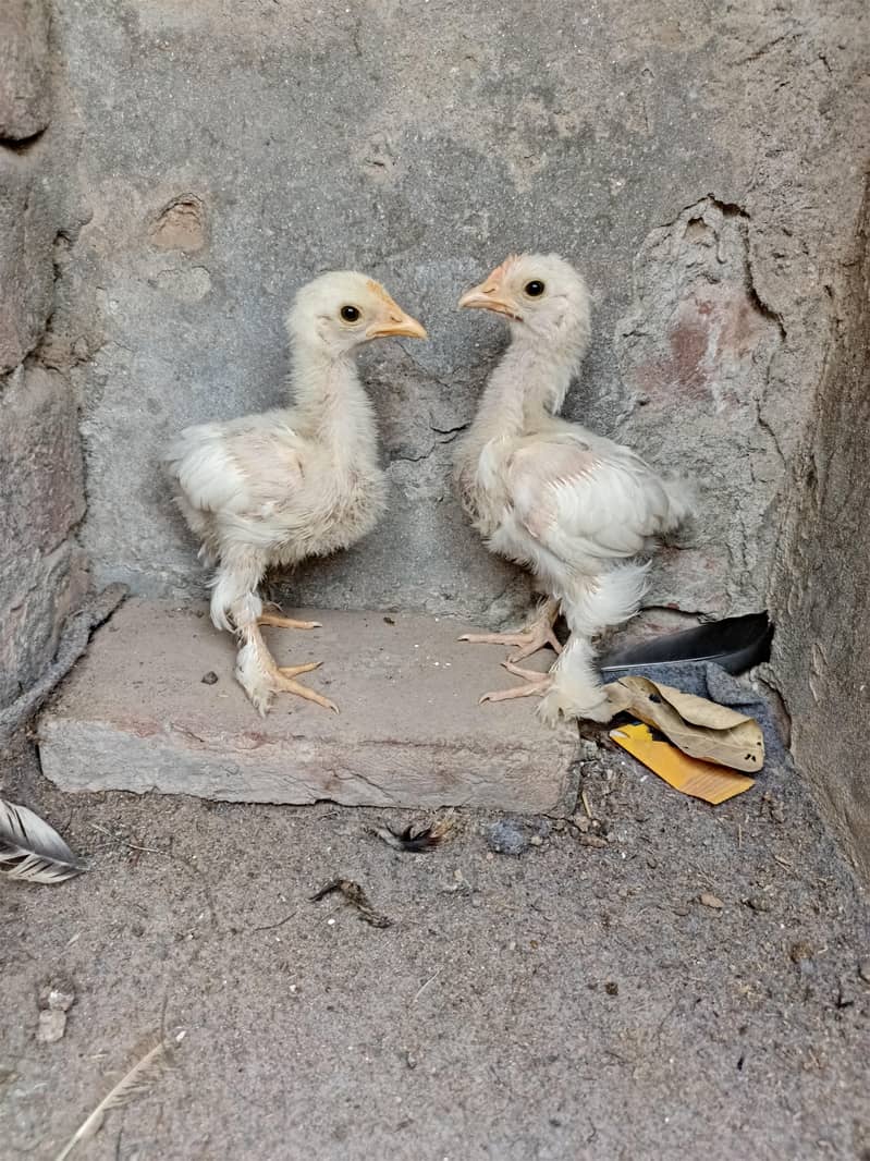 Bantam chicks pair 0