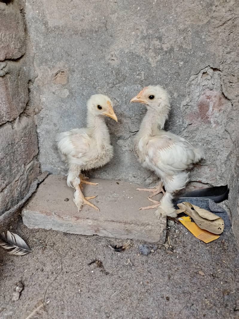 Bantam chicks pair 1