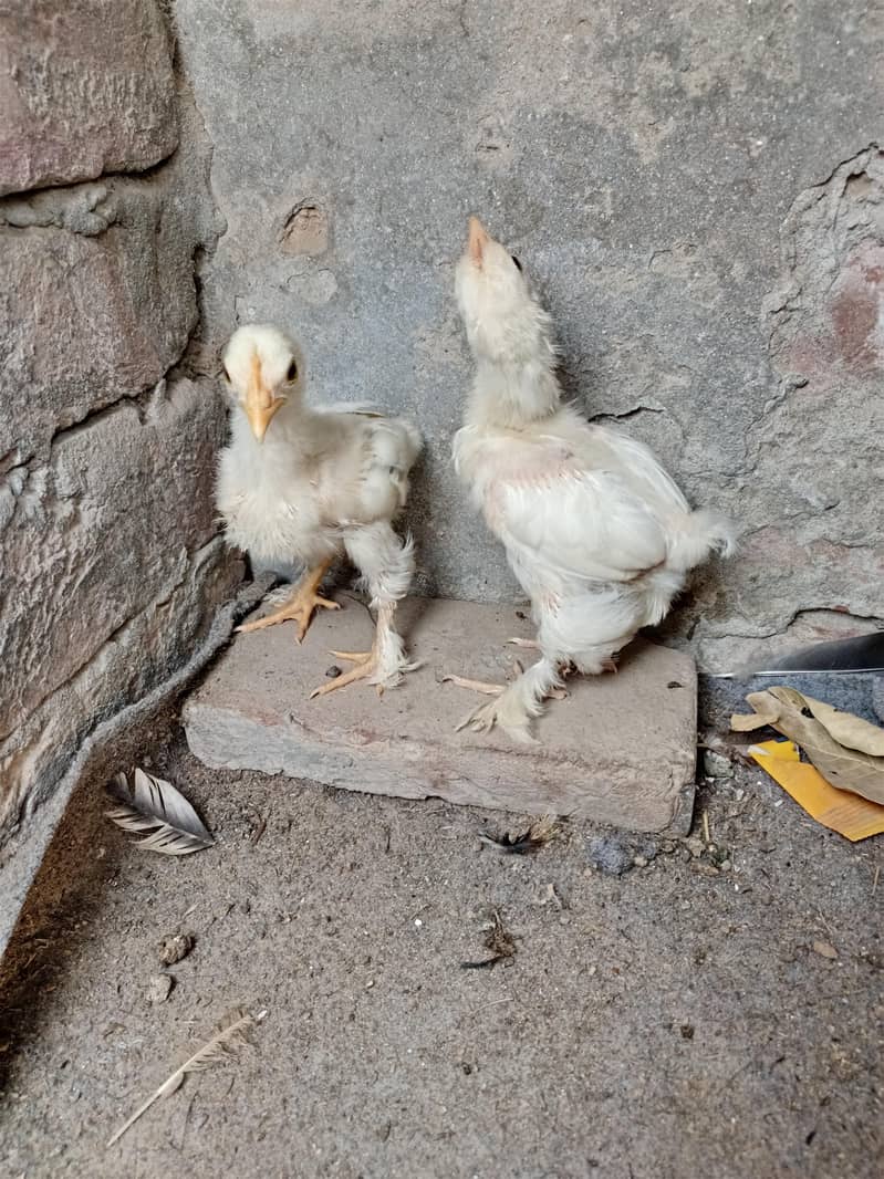 Bantam chicks pair 2