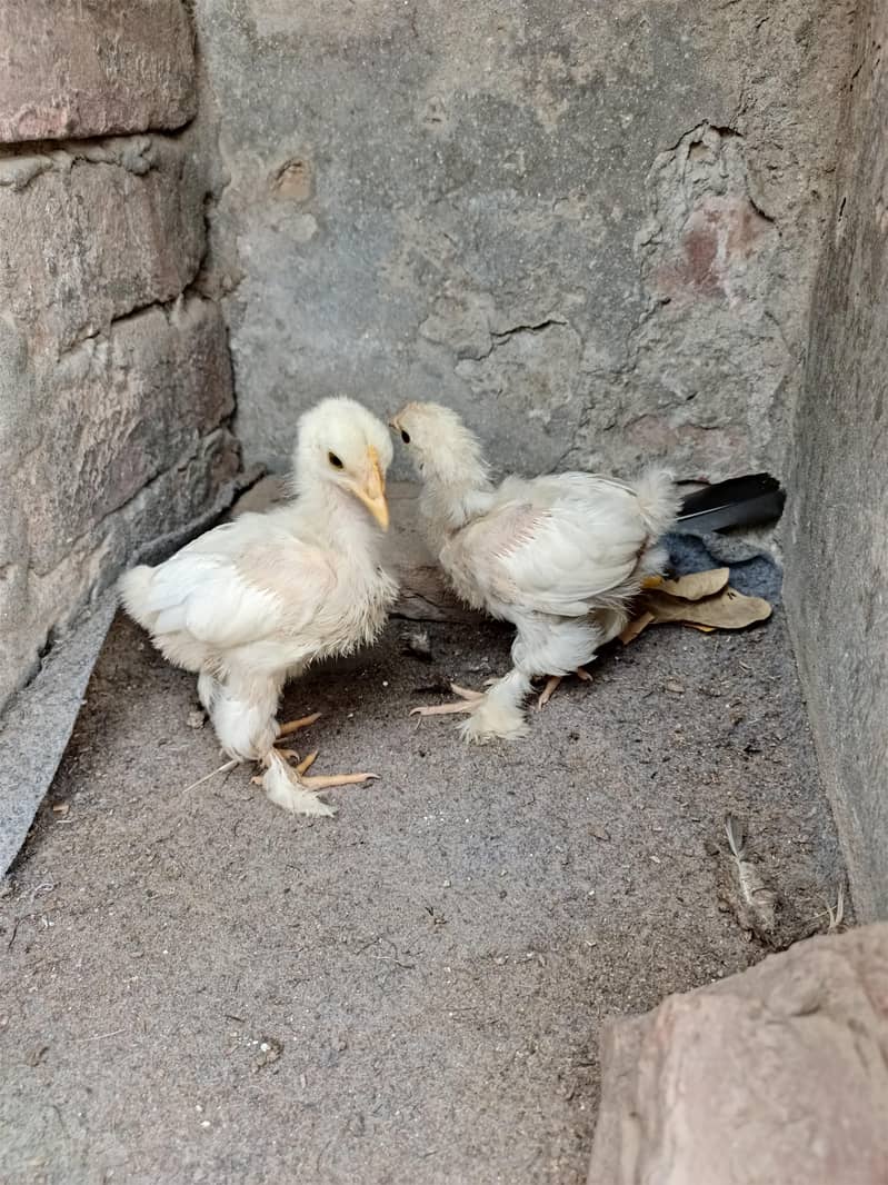 Bantam chicks pair 3