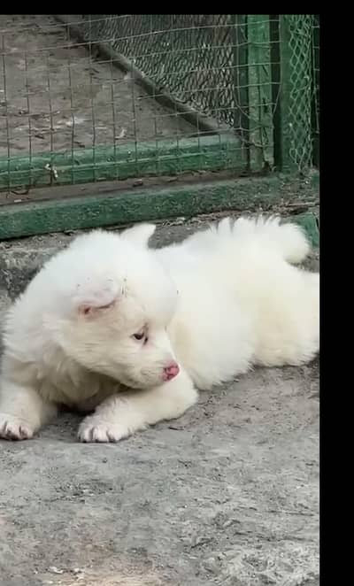 white dog