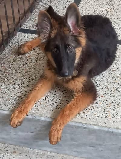 pedigree parents puppies non ped