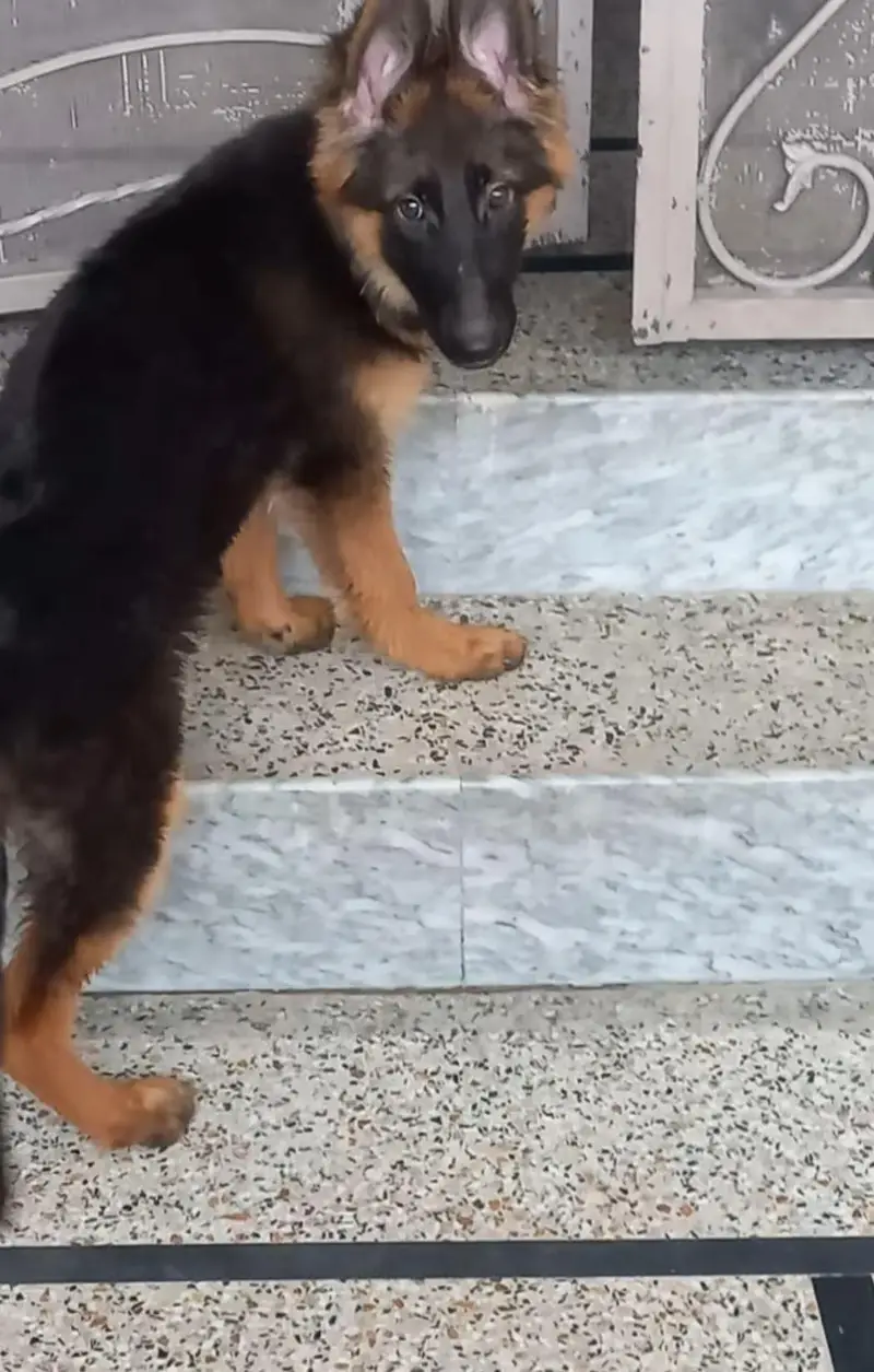 pedigree parents puppies non ped — photo 2