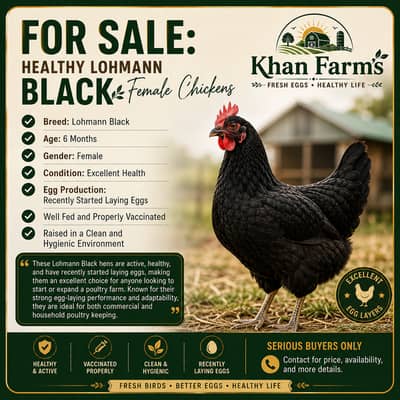 Lohmann Black Female Chickens – 6 Months Old | Healthy | Started Layin