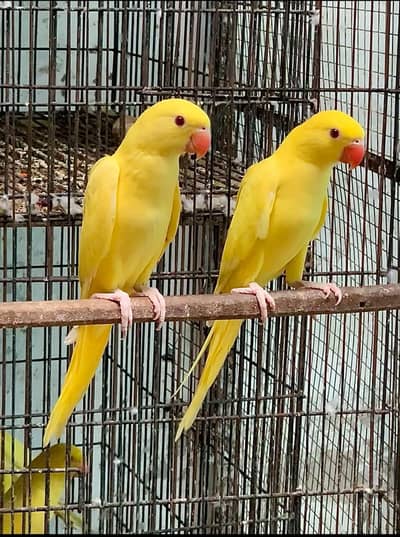 yellow white ringneck