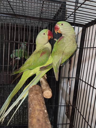 100% confrom pair