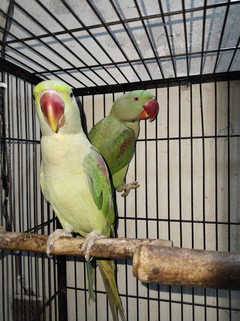 100% confrom pair 1