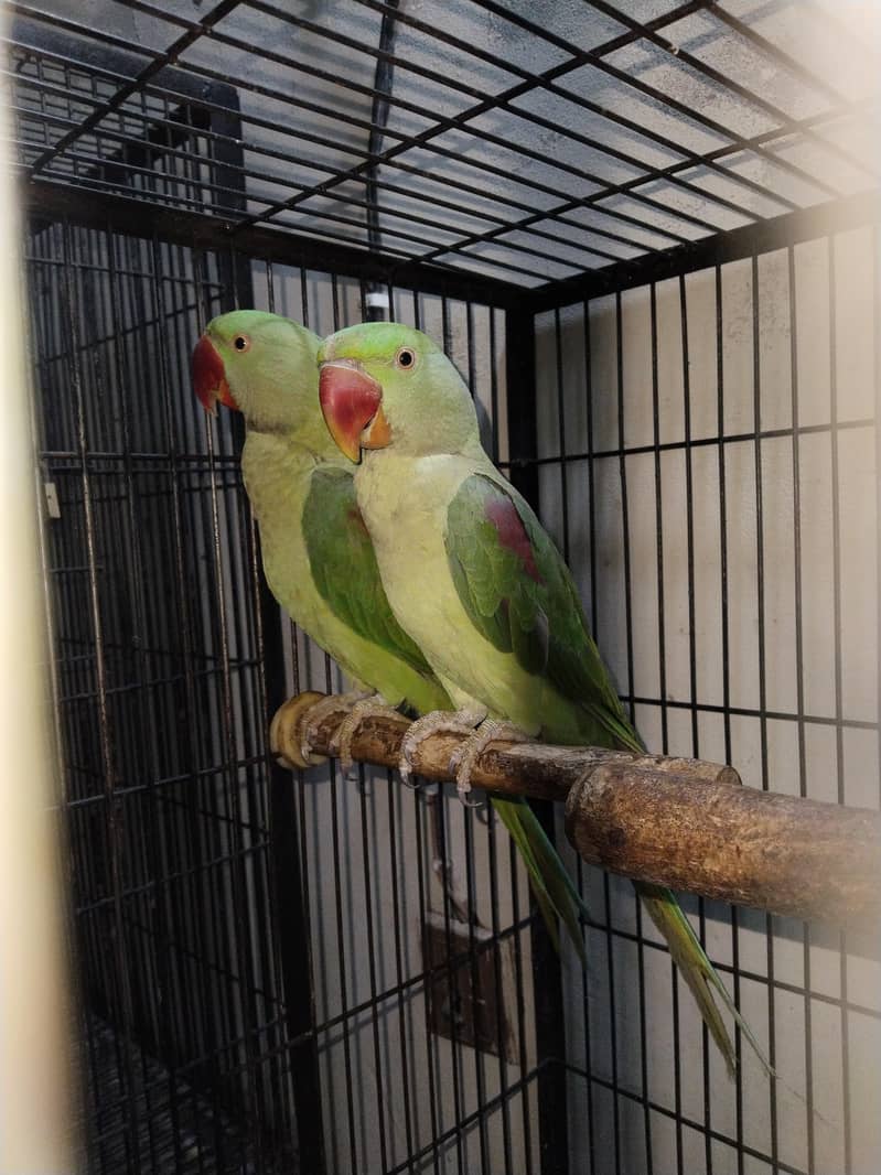 100% confrom pair 2