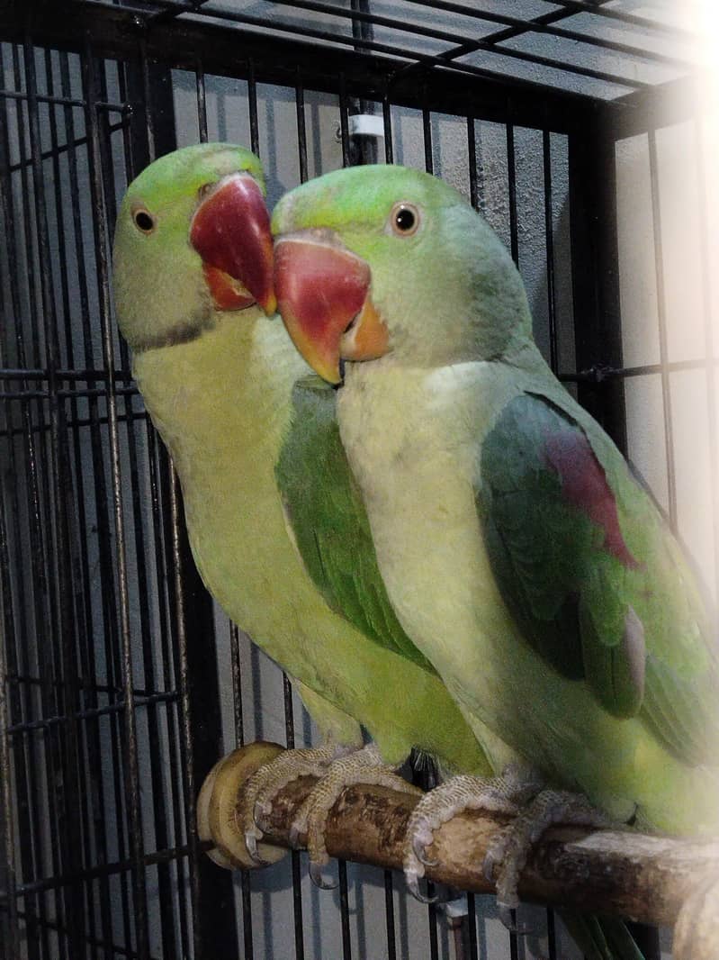 100% confrom pair 3