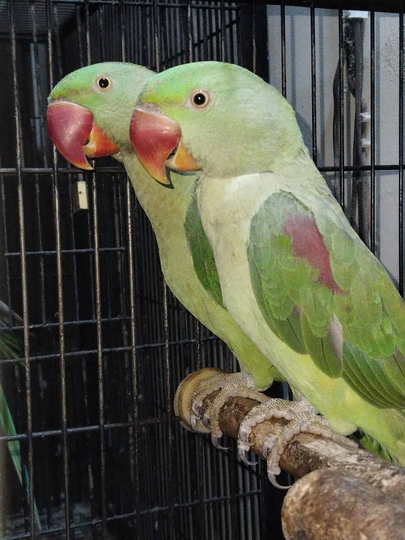 100% confrom pair 5