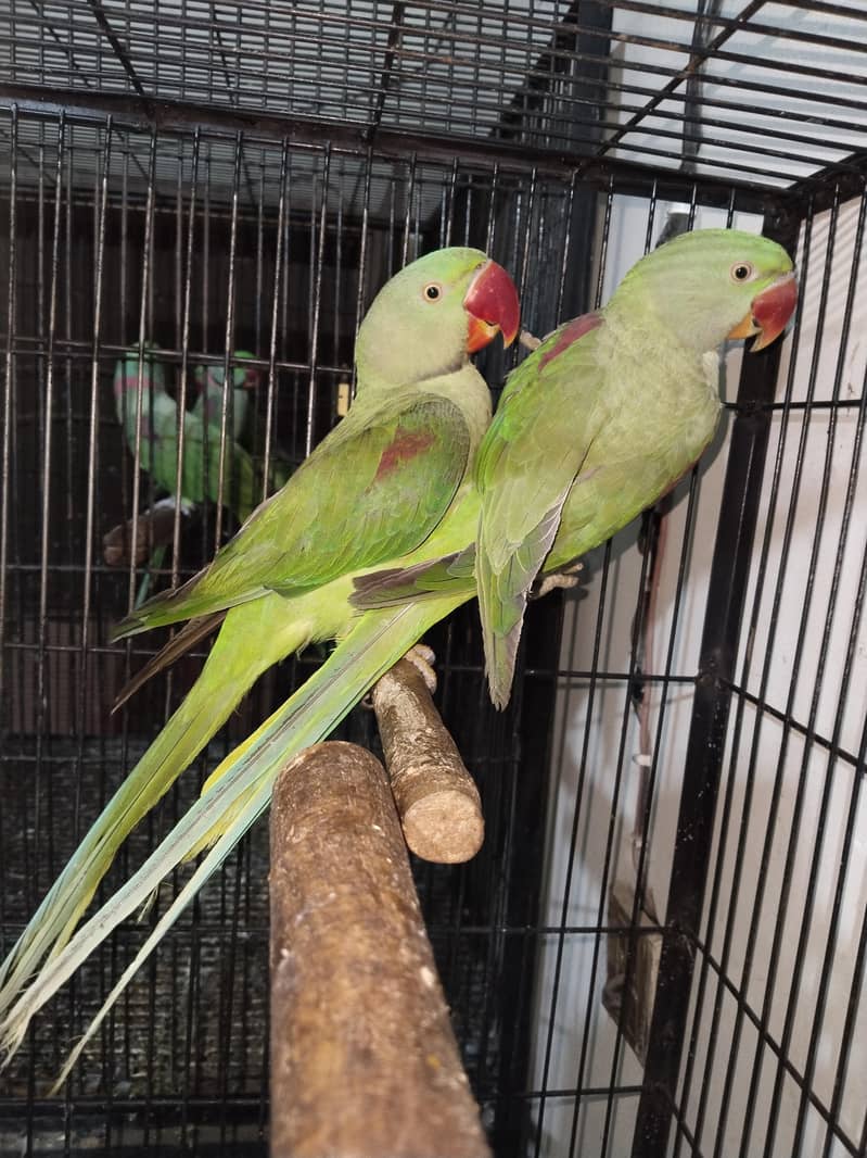 100% confrom pair 6