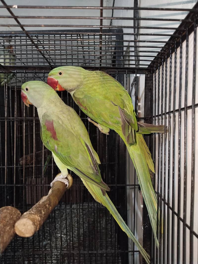 100% confrom pair 7
