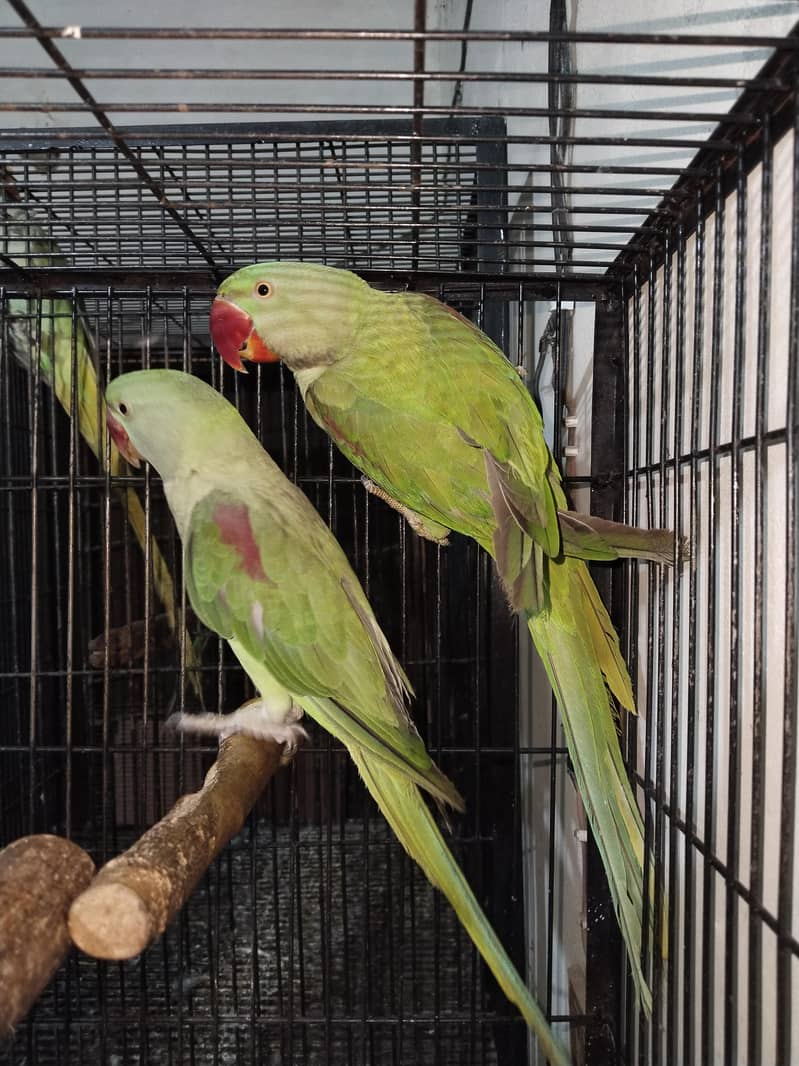 100% confrom pair 8