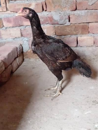 mianwali aseel breeder female