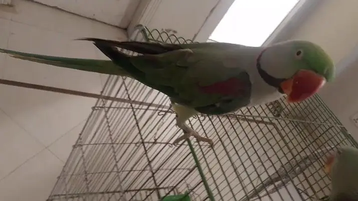 Raw Parrot Male — photo 3