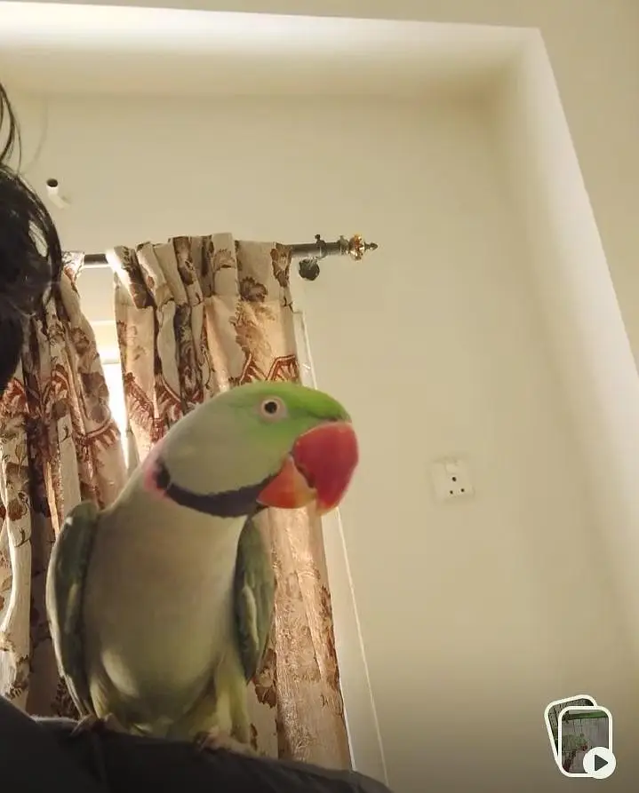 Raw Parrot Male — photo 4