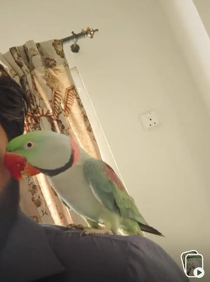 Raw Parrot Male — photo 5