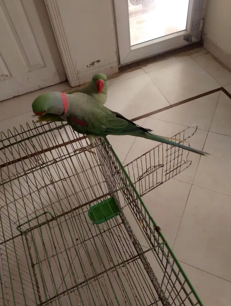 Raw Parrot Male — photo 6