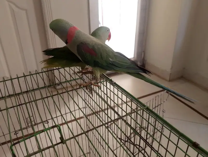 Raw Parrot Male — photo 7
