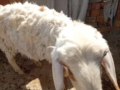 sheep  6 month
