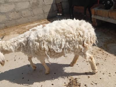 dumbi white  8month healthy active