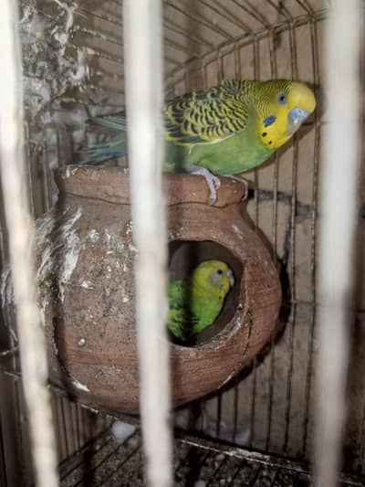 Australian confirm breeder pair