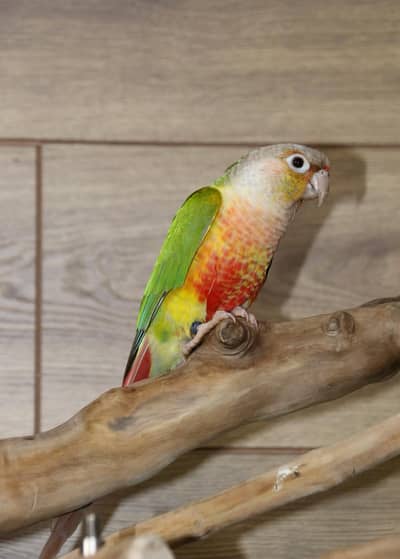 pineapple conure parrot