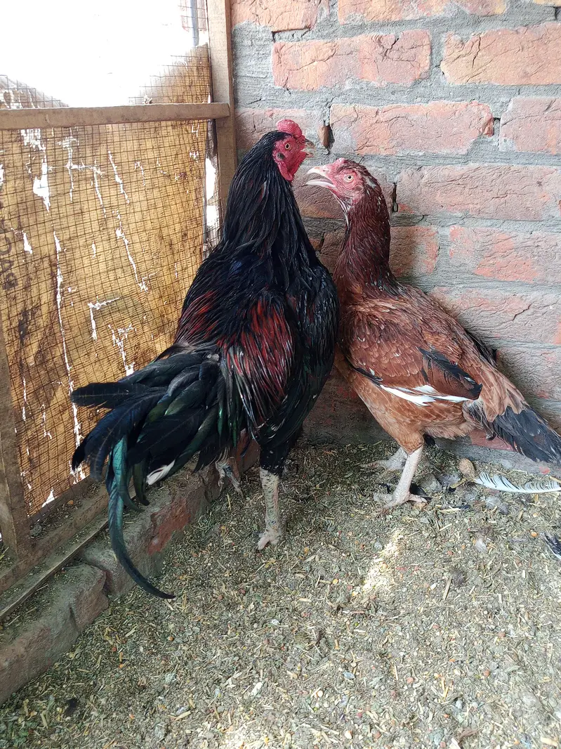 Thai and Heera — photo 4