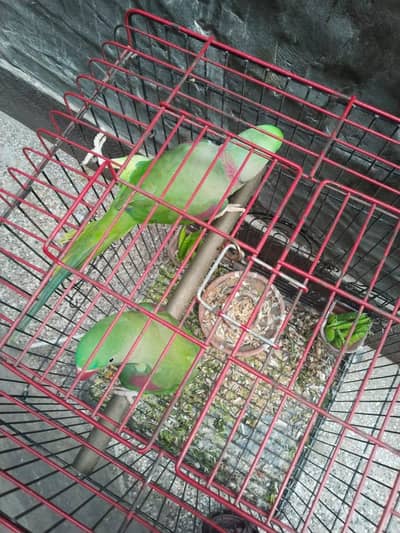 full tame talking pair vedio bhi available ha bol na ki