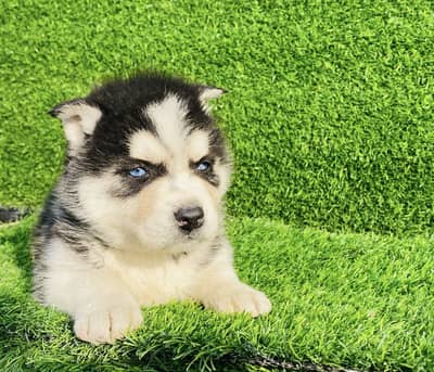 Pedigreed Siberian Husky Puppies