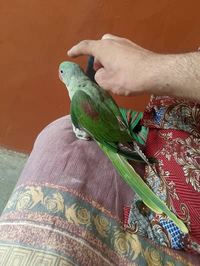 raw parrot