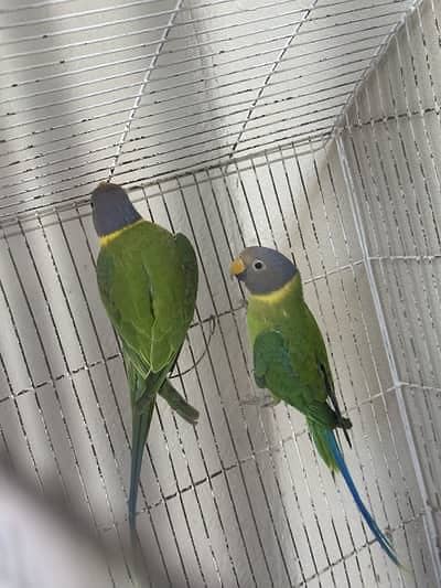 plum head parrot
