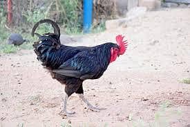 Pure Black Austrolope Male  Available
