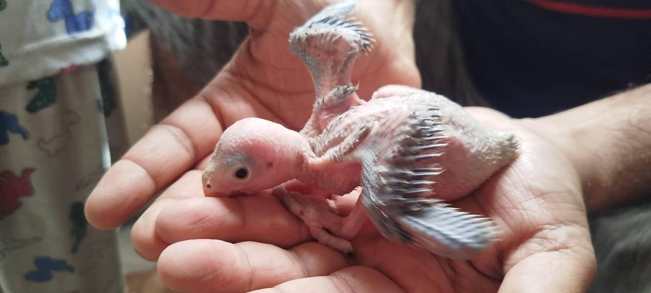 mithu ringneck 0