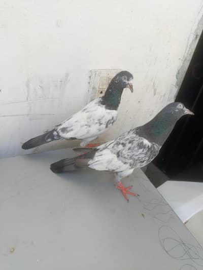 Royal teddy pair for sale