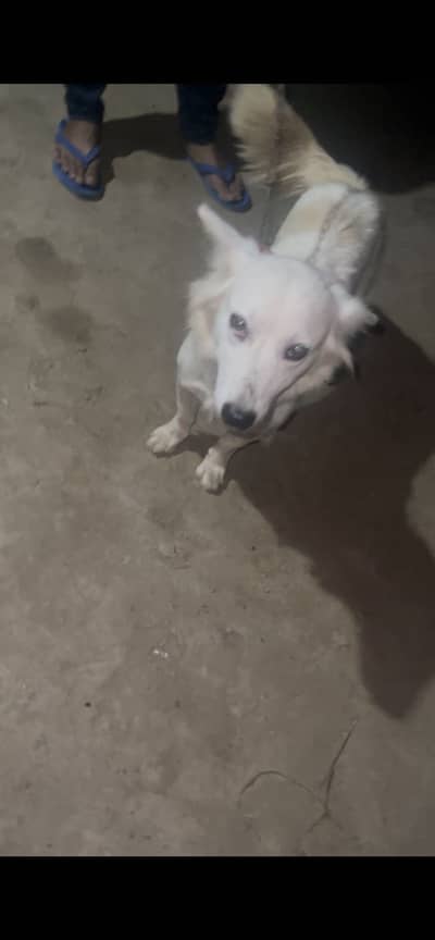 Female breeder for sale