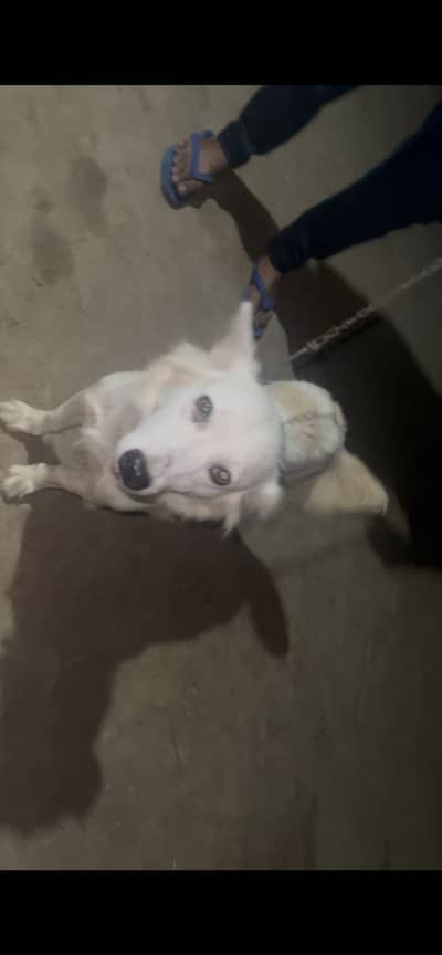Female breeder for sale