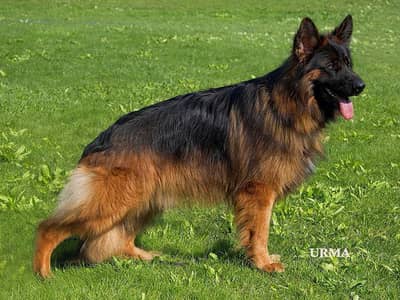imported Male long coat  pedigree  only stud service ‍