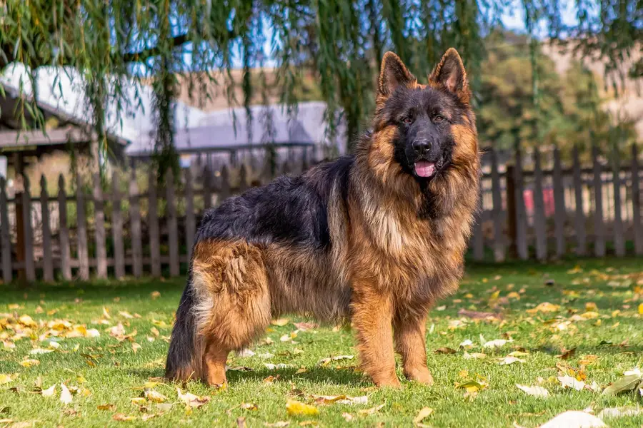 imported Male long coat  pedigree  only stud service ‍ — photo 2