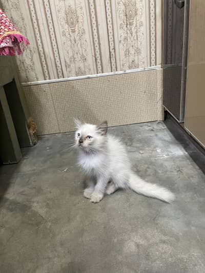 Persian triple coated kitten /Himalayan kitten /03247627801 /Blue eyes